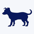 Samolepka pes v aut - jack russel terrier